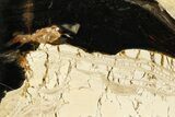 Polished Fossil Stromatolite (Columnacollenia) Slab - Crimea #363011-1